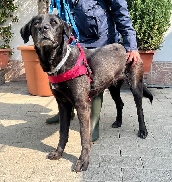 ELIJA LABRADOR Foto 5